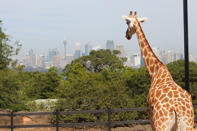 An Education in Australian Wildlife at Taronga Zoo - Caroline in the ...